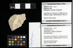 Foto (Objekt + Etiketten) von Cycloprosopon sp. 